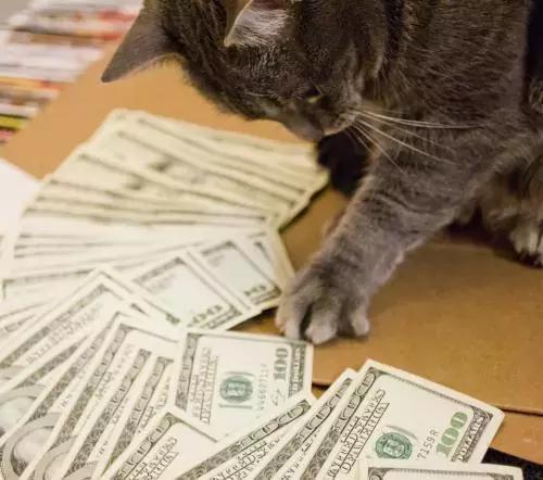 新手养猫怎么选？500和5000的猫究竟差在哪？