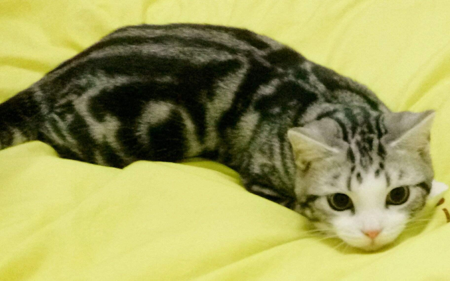 为什么别人画的猫咪软萌可爱，自己却总画成四不像？