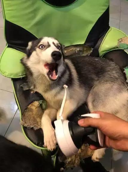 猫咪整天嗷嗷叫到底在闹哪样? 猫咪整天嗷嗷叫到底在闹哪样?