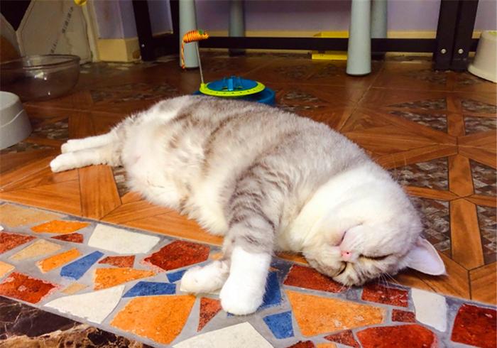 猫咪装饰画怎么选才不翻车？