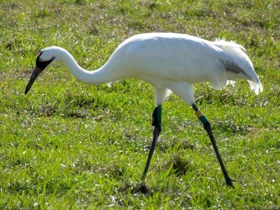 圣诞节出生的人到底属什么生肖？