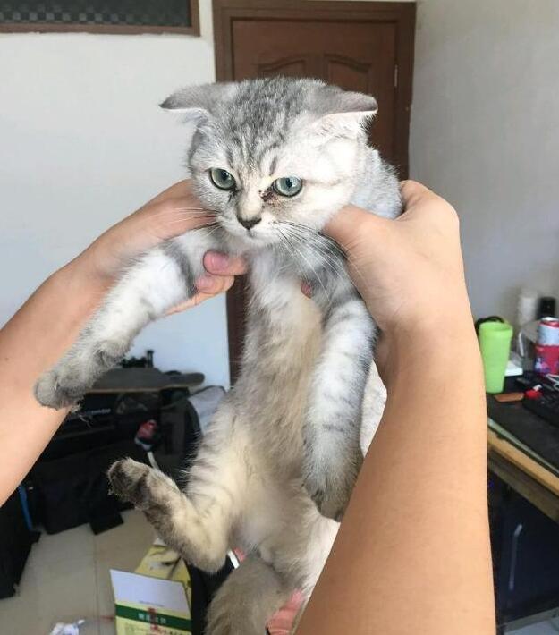 新手铲屎官必看！你家主子到底该叫什么名字？