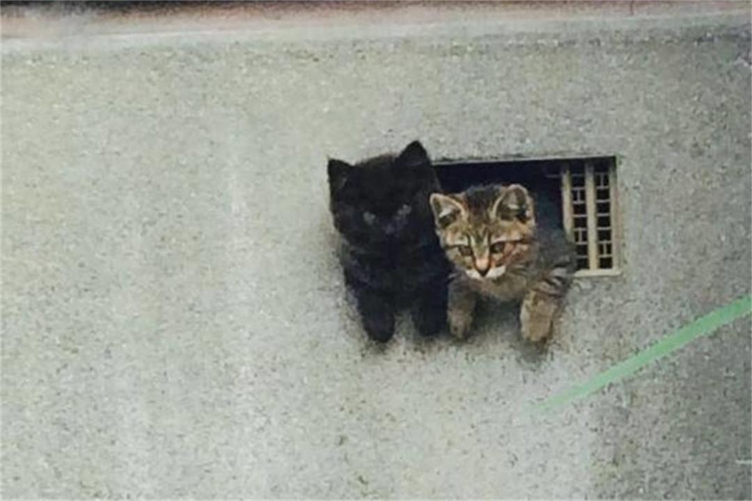 在家卖猫能月入过万?新手必看的9个真相 在家卖猫能月入过万?新手必看的9个真相