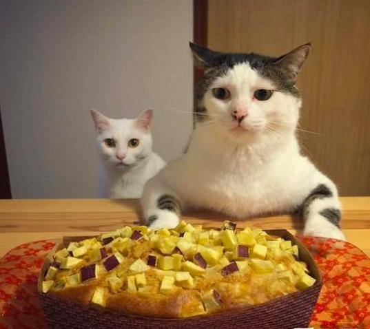 新来的猫主子三天不吃不喝正常吗? 新来的猫主子三天不吃不喝正常吗?