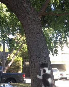 如何养出让人羡慕的漂亮猫咪？