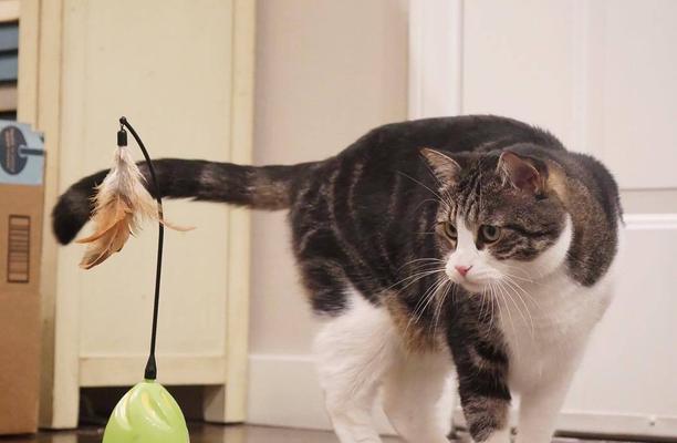 新手如何用玩具图片抓住猫咪注意力？