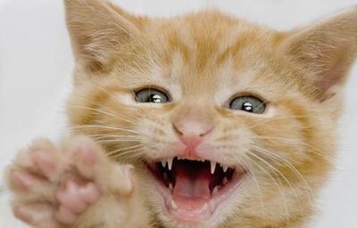 你家主子真的打够疫苗了吗？