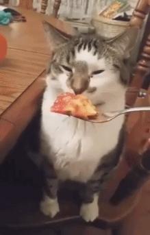 猫咪为啥总用爪子捂脸睡觉？