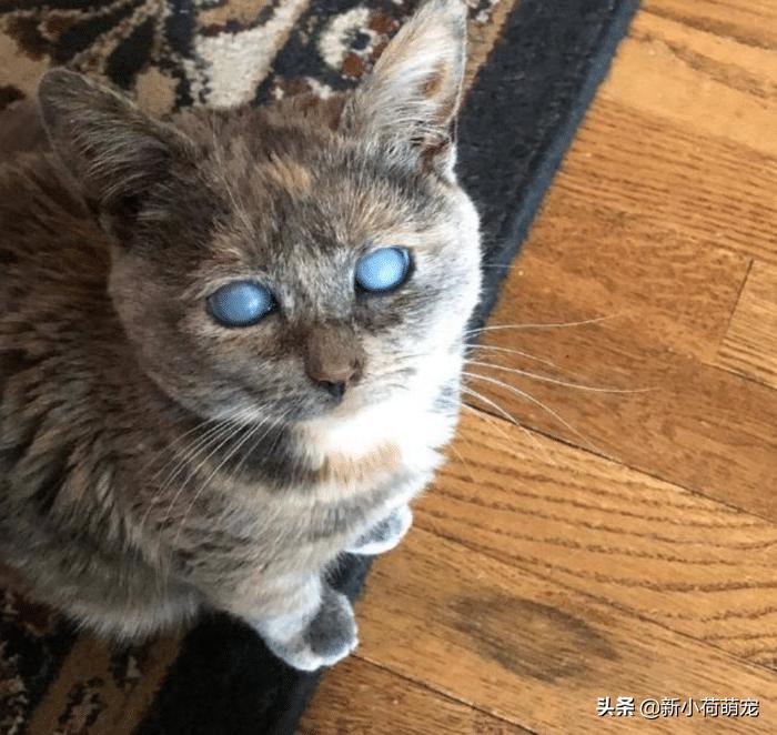 猫咪嘴巴臭得像垃圾桶？这7个原因新手必须知道！