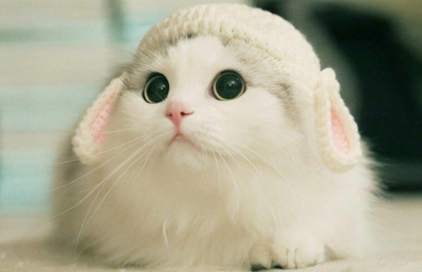 第一次养猫到底要买多少东西才不会手忙脚乱？