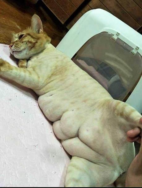 猫咪为啥总用爪子捂脸睡觉？