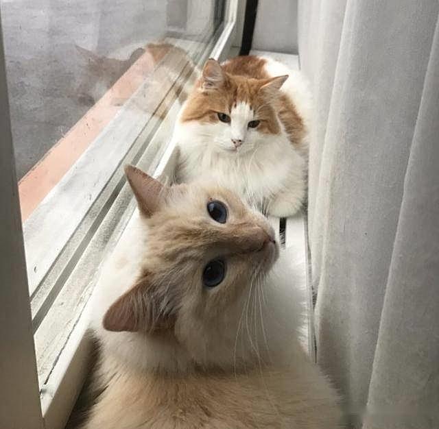 你家猫主子为啥总对名字爱答不理？