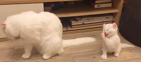 猫咪频繁舔嘴是生病了吗？