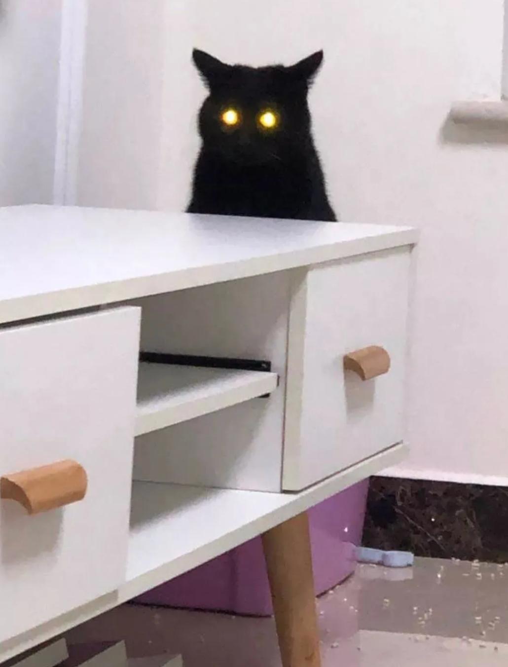 猫咪为什么突然开始吃自己的粑粑？