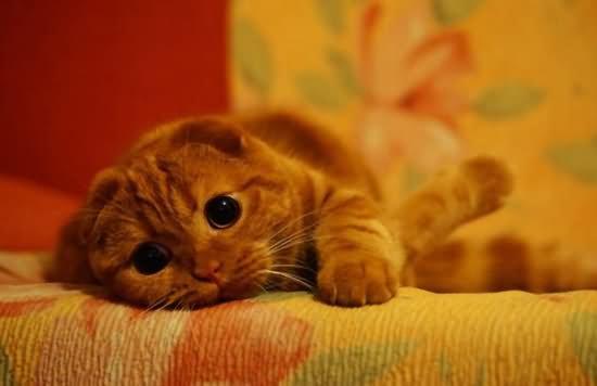 猫咪脸上长红疙瘩是过敏还是生病了？