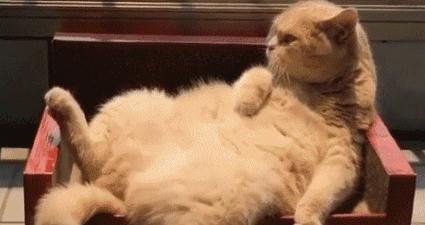 猫咪拉出白色虫子会传染给人吗？新手必看处理指南