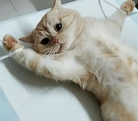 你家猫主子到底该叫啥？这30个名字让你不再纠结！