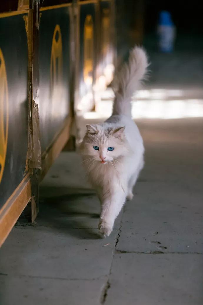 为什么说猫是行走的形容词库？