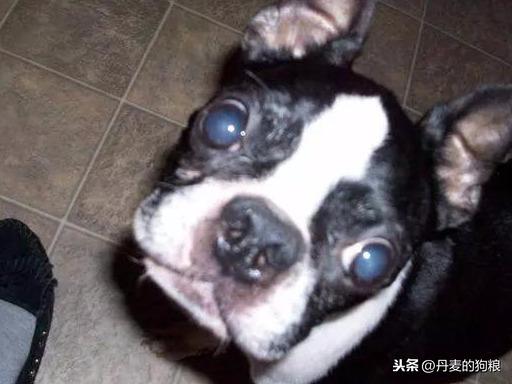 猫咪老把眼睫毛蹭进眼睛怎么办? 猫咪老把眼睫毛蹭进眼睛怎么办?