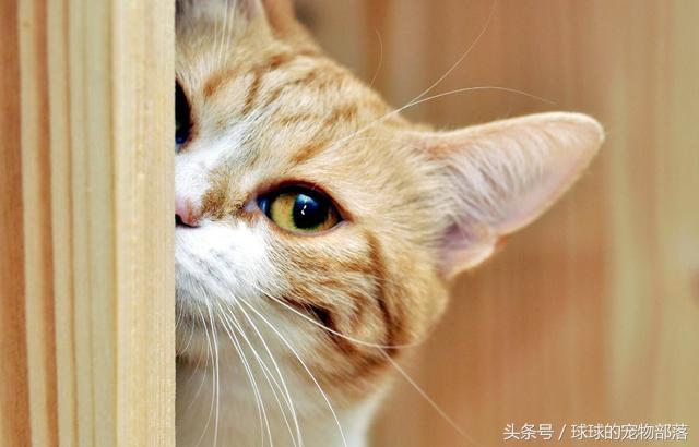 猫咪误食人类药物会怎样？