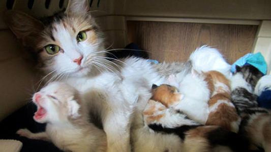 猫咪生产需要多久？新手必看的接生全流程攻略