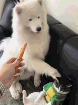 猫咪火腿肠真的能当主食喂吗？