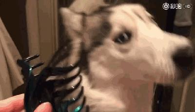 你家猫主子关笼子后嚎个不停? 你家猫主子关笼子后嚎个不停?