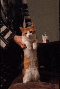 橡皮泥捏猫咪真的像看起来那么难吗? 橡皮泥捏猫咪真的像看起来那么难吗?