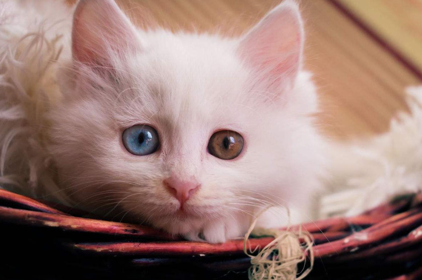 新手养猫选哪只?这8种神仙颜值猫主子必须拥有姓名! 新手养猫选哪只?这8种神仙颜值猫主子必须拥有姓名!