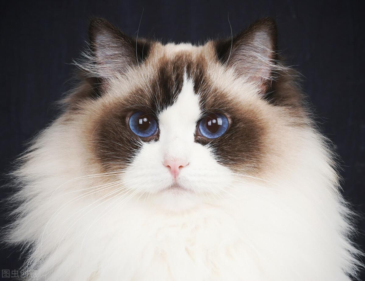 怀孕后还能跟主子贴贴吗？