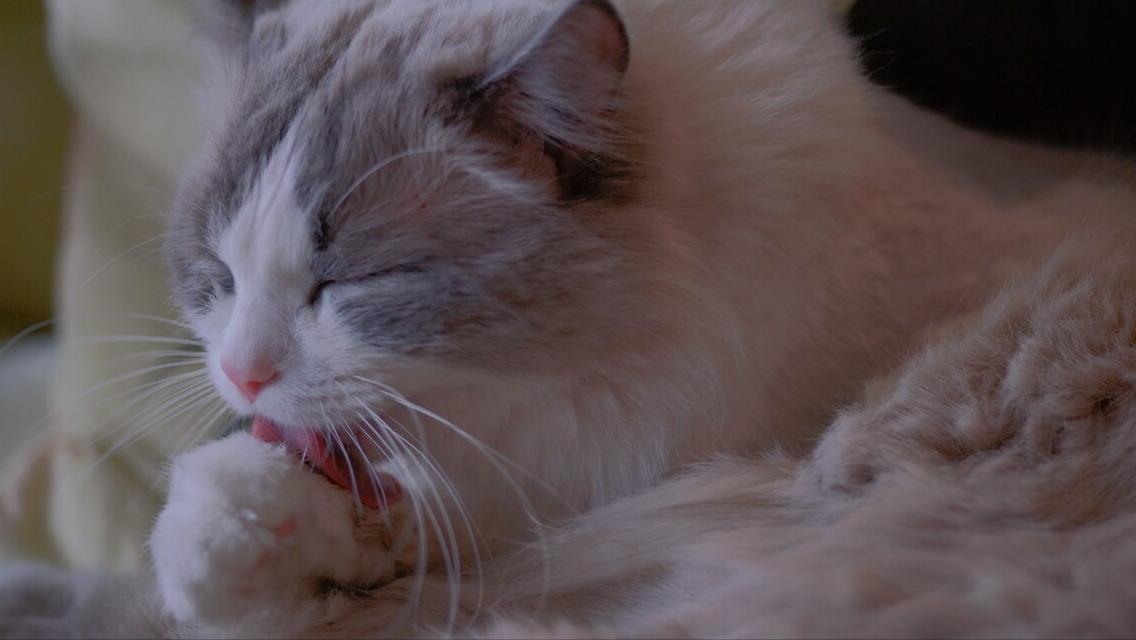 你家公猫还叫咪咪？300个贵族猫名哪个更适合主子？