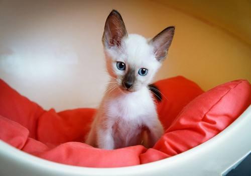 猫咪拉稀没精神？新手铲屎官如何应对突发状况？