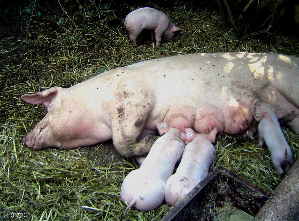 猫咪夏天会发情吗？这5个冷知识新手必看