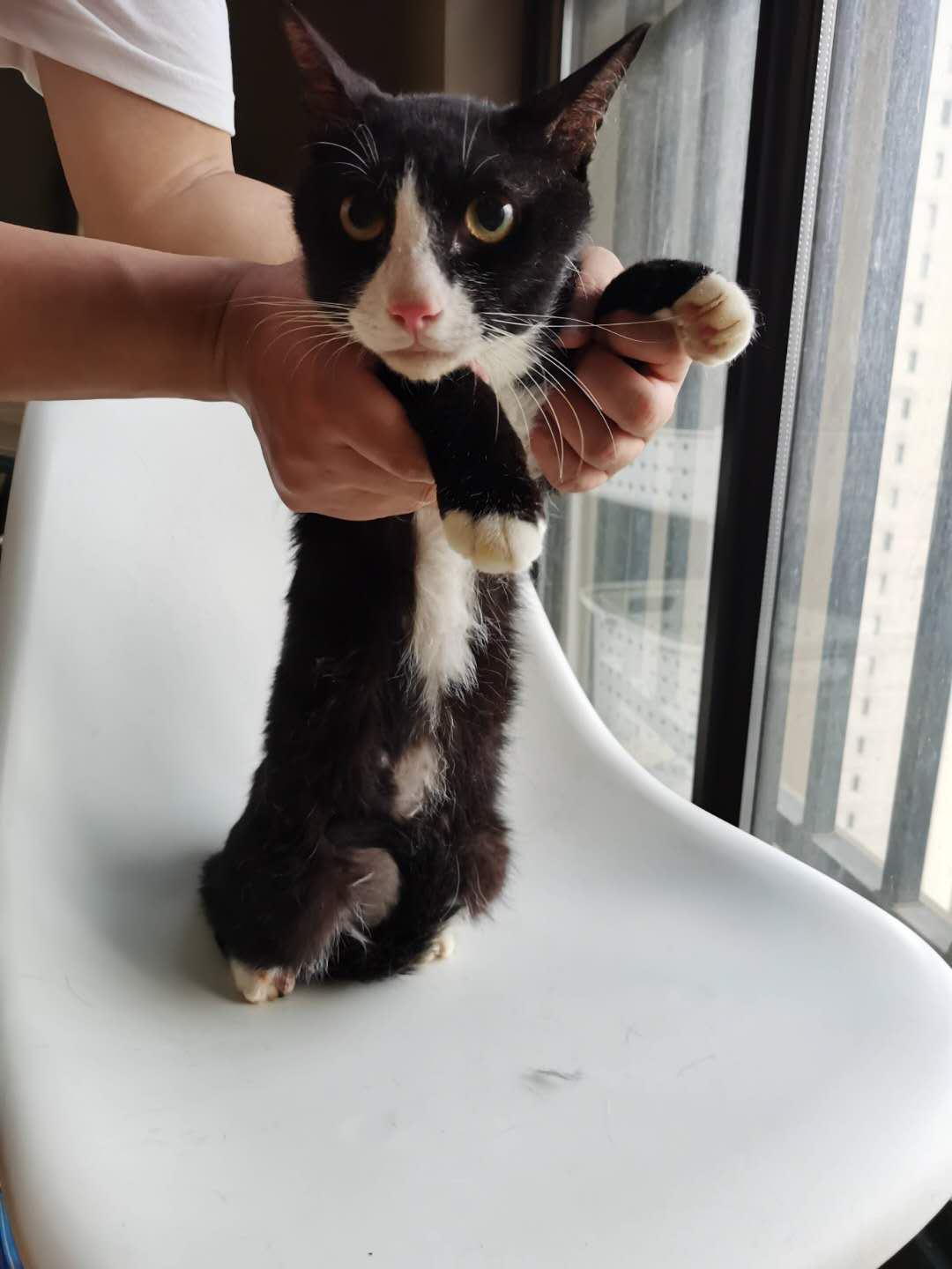 养猫真的像抖音里那么简单吗？