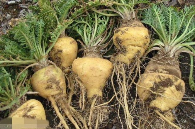 孔帕尼到底是哪国的球员?这个问题竟然难倒了一群老球迷! 孔帕尼到底是哪国的球员?这个问题竟然难倒了一群老球迷!