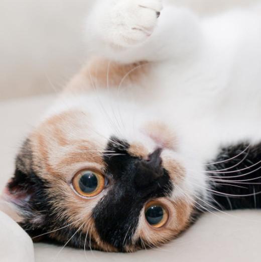 猫咪多大绝育最合适？新手必看的5个关键时间点