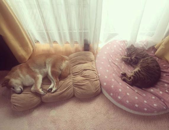 你家猫咪总玩失踪？这份生存指南能救你狗命！