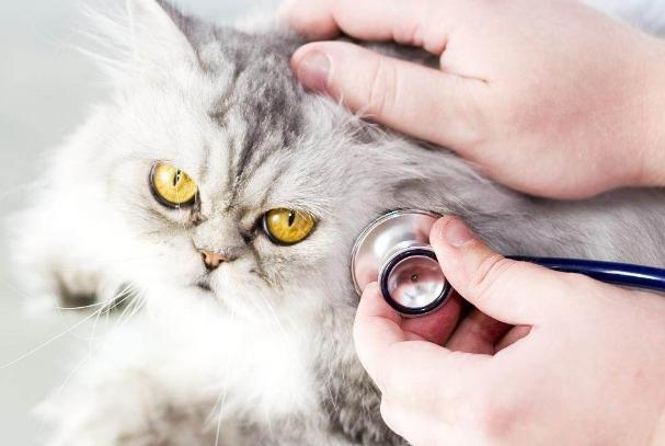 普通人怎么混进高新区世界华人论坛？