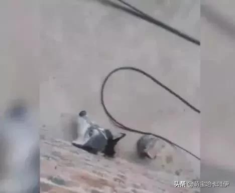 你家猫主子到底该叫啥？这30个名字让你不再纠结！