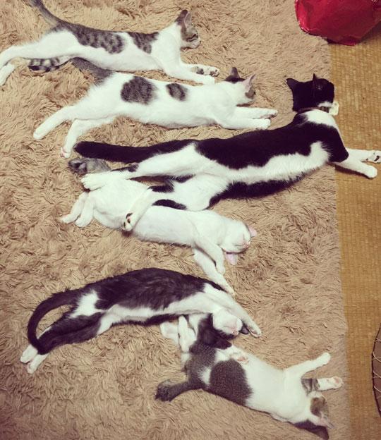 你家猫主子最近变水牛了？