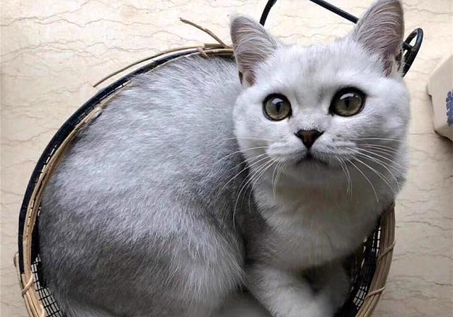 母猫六个月就能生崽?新手铲屎官必须知道的真相 母猫六个月就能生崽?新手铲屎官必须知道的真相