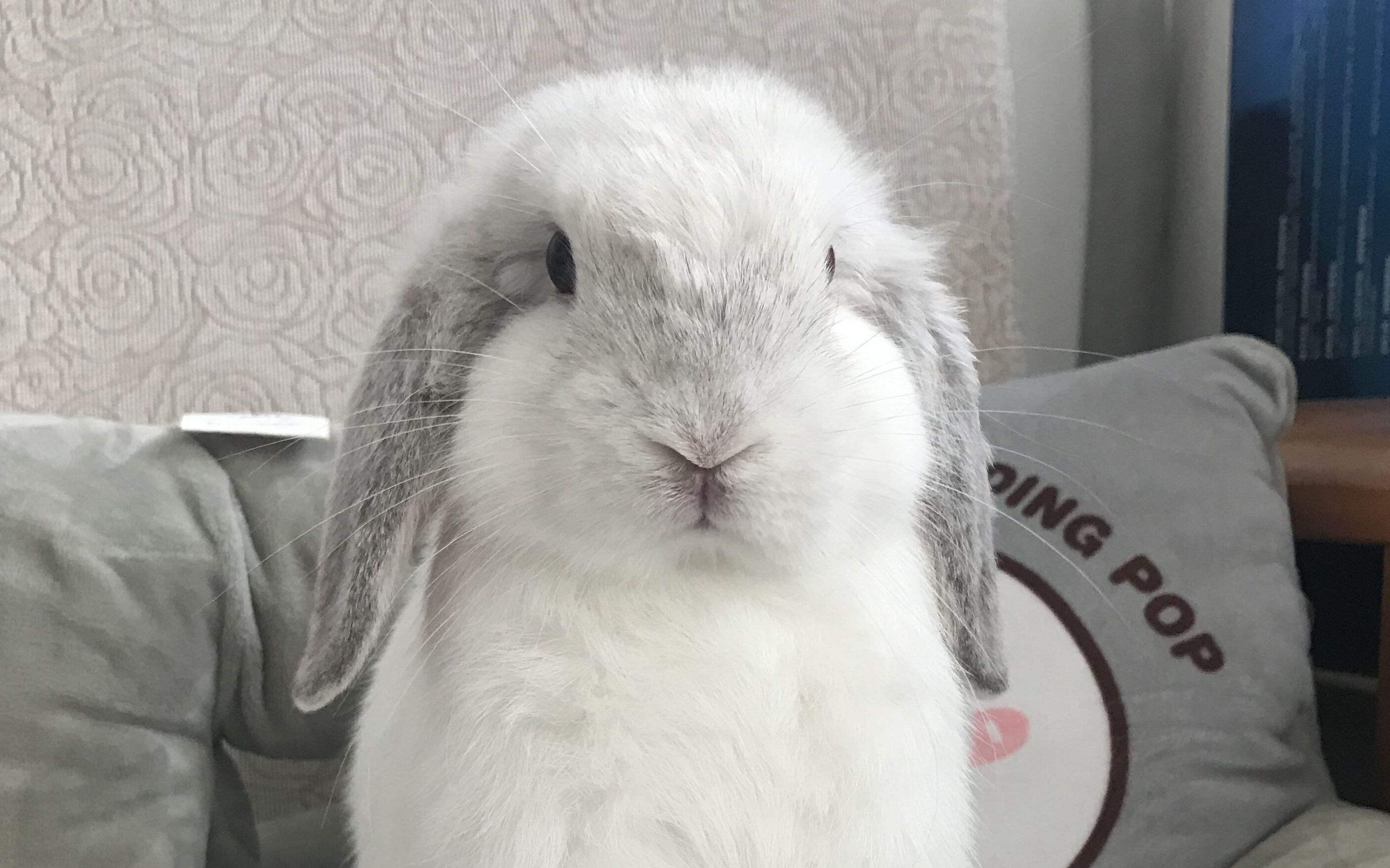 猫咪耳螨真的会传染给人类吗？