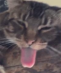 零基础如何画出会卖萌的猫咪? 零基础如何画出会卖萌的猫咪?