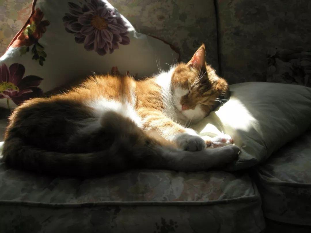 猫咪拉稀就是着凉惹的祸? 猫咪拉稀就是着凉惹的祸?