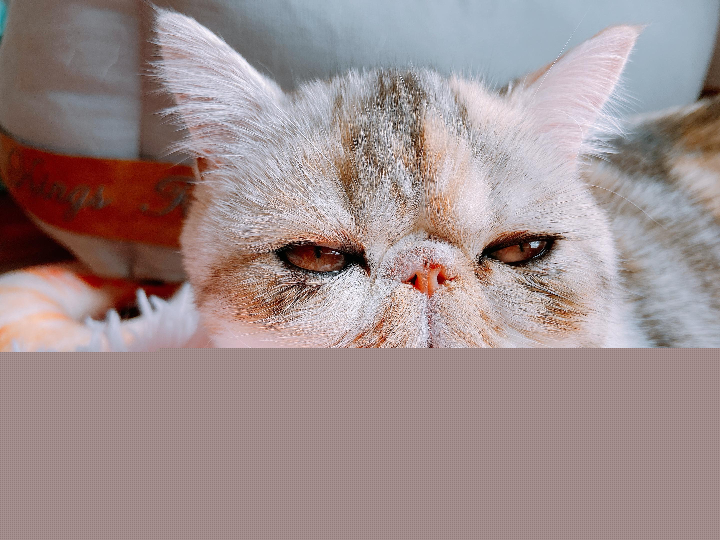 为什么我家猫咪总挂着两条 黑泪痕 ？