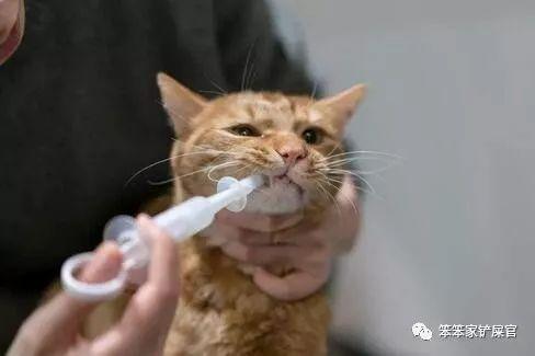 猫咪吐毛球正常吗?新手必看的7个救命知识点 猫咪吐毛球正常吗?新手必看的7个救命知识点