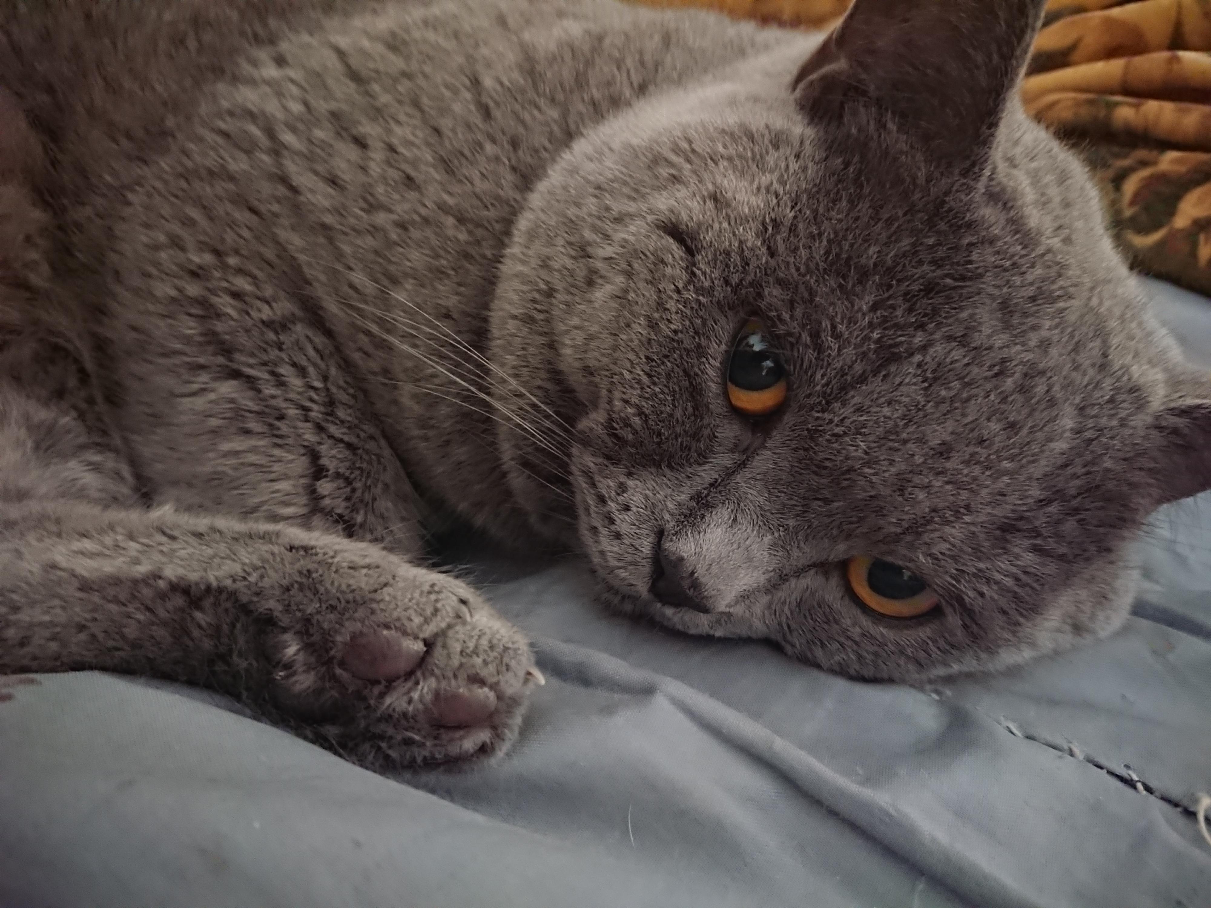 你家猫主子是不是总霸占窗台晒太阳? 你家猫主子是不是总霸占窗台晒太阳?