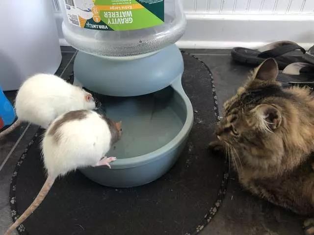 为什么我家猫咪总像在说悄悄话？