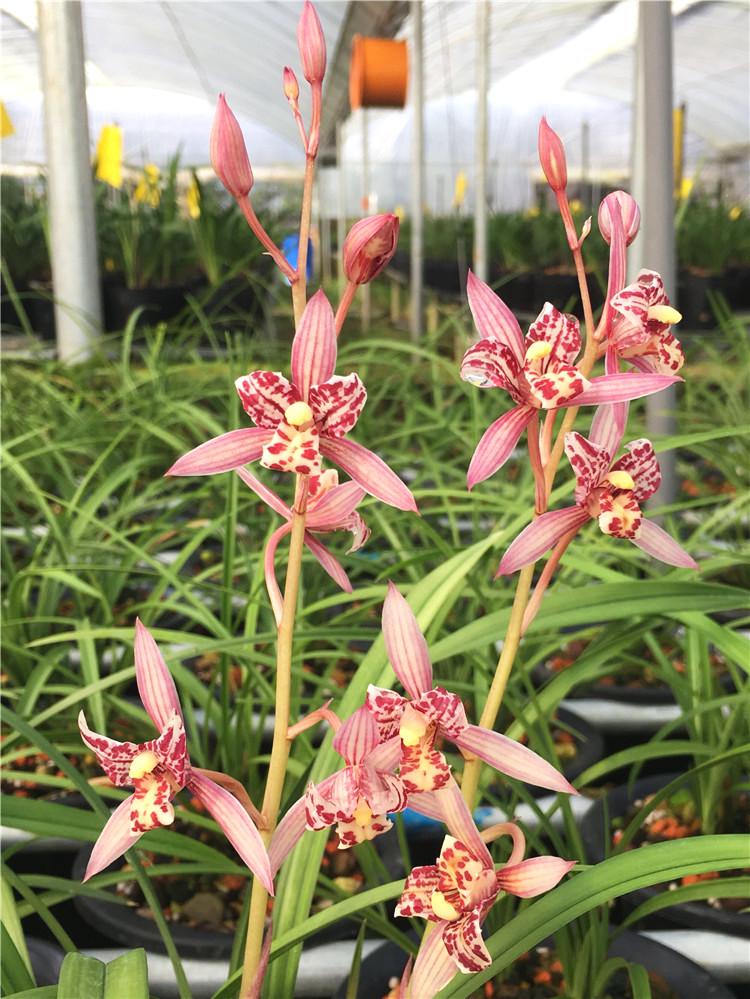 你家猫主子突然翘尾巴是在骂你吗？