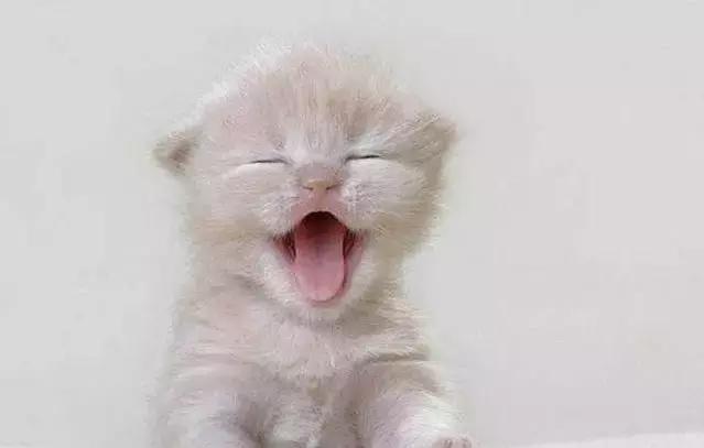 猫咪吐黄水该喂什么药？